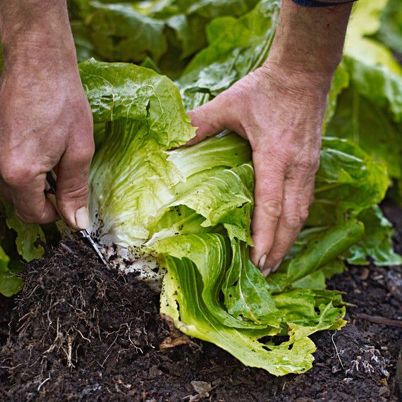 picking lettuce