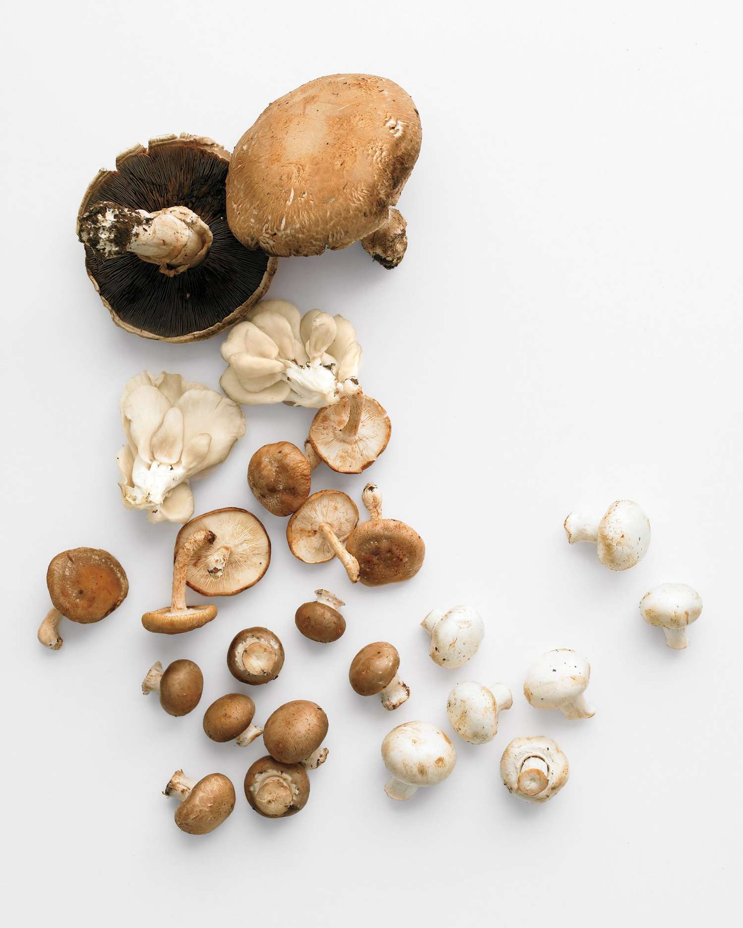 mushrooms including button, cremini, oyster, portobello, and porcini