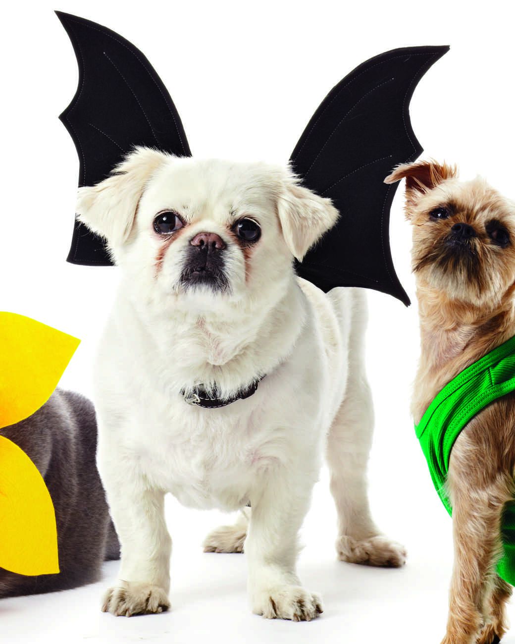 AMENON Halloween Costumes Pets Dogs Cats Bat Wings Skeleton Spider Pets Costume for Small Medium Dogs Halloween Party Pet Shirt Cosplay Hoodies Dress Up Funny Pet Clothes Kitten Puppy Apparel 