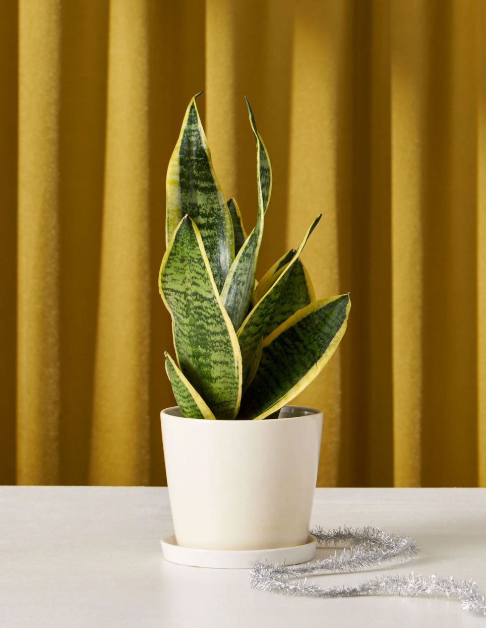 The Sill Snake Plant