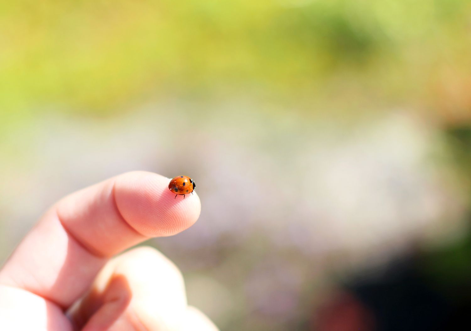 ladybug on persons fingertip