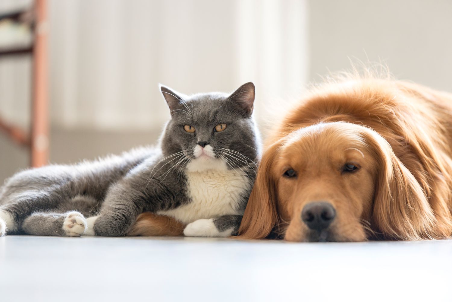 Are Cats Smarter Than Dogs? | Martha Stewart