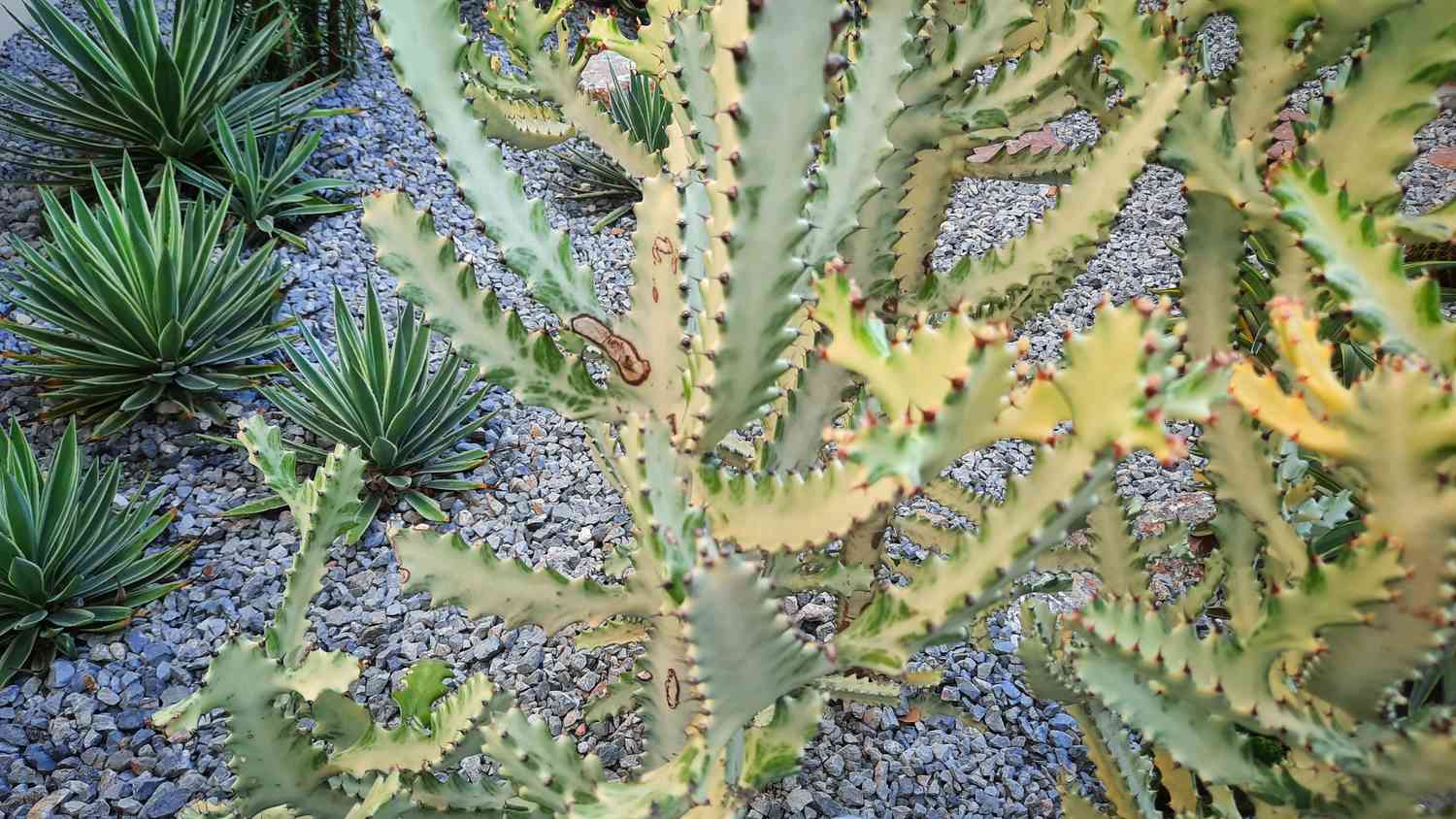 cactus in japanese rock garden