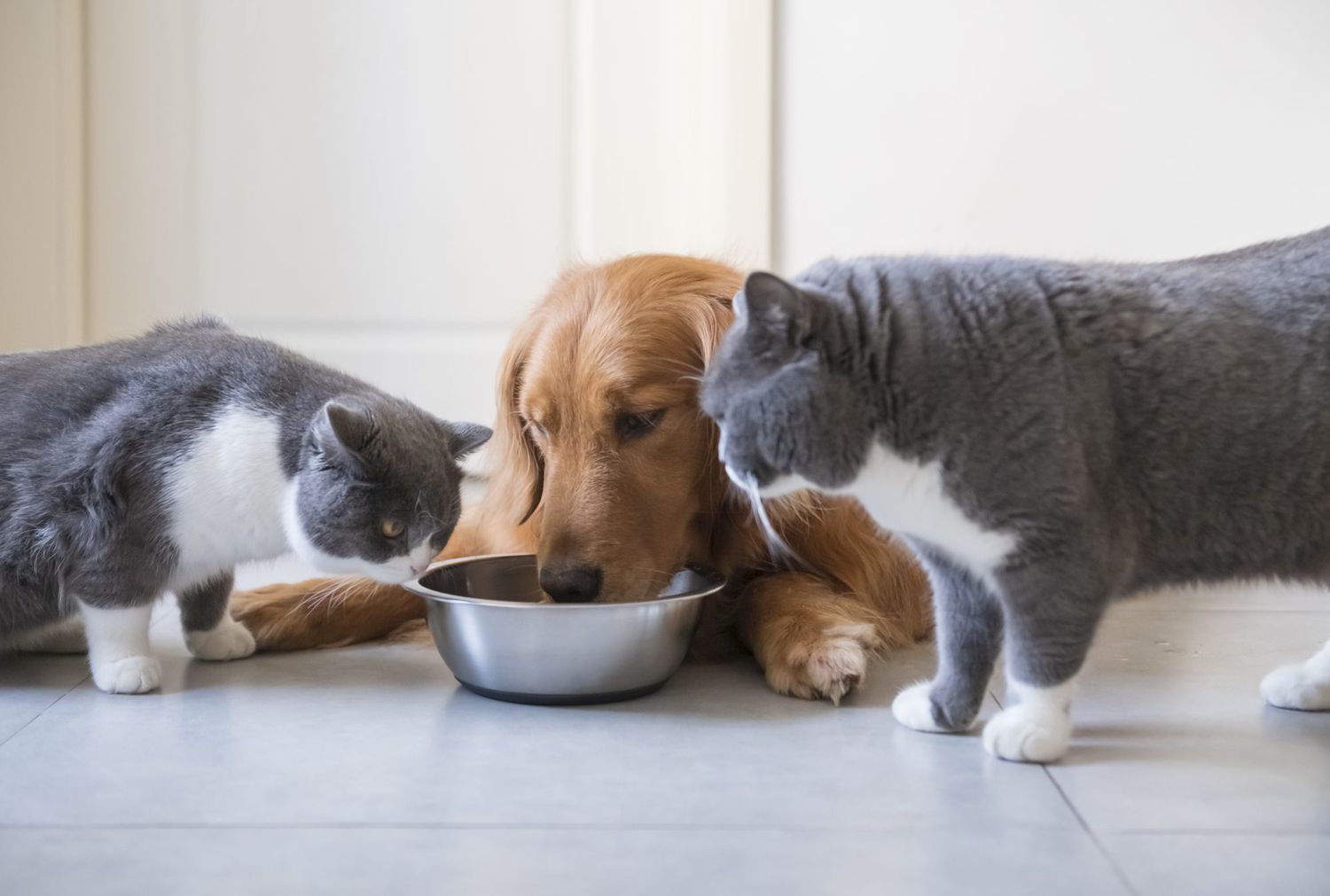Golden Retriever dogs and two cats share food