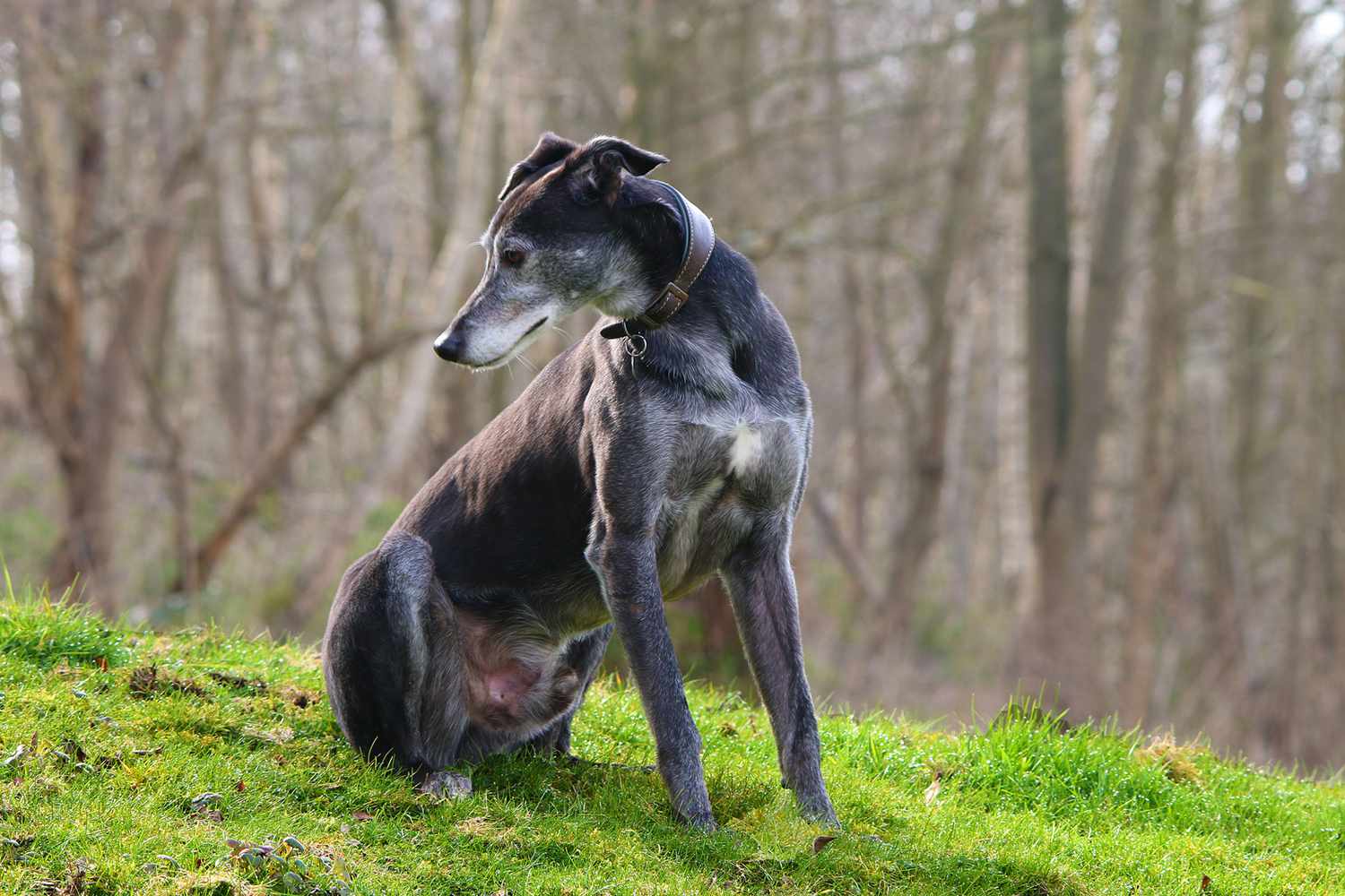 grey hound dog on grassy hill