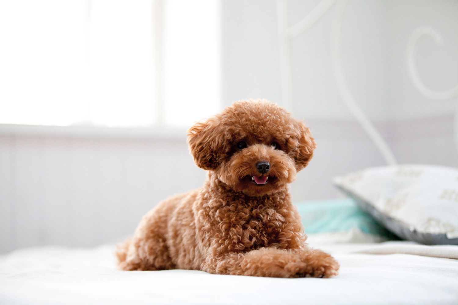 toy poodle dog on bed