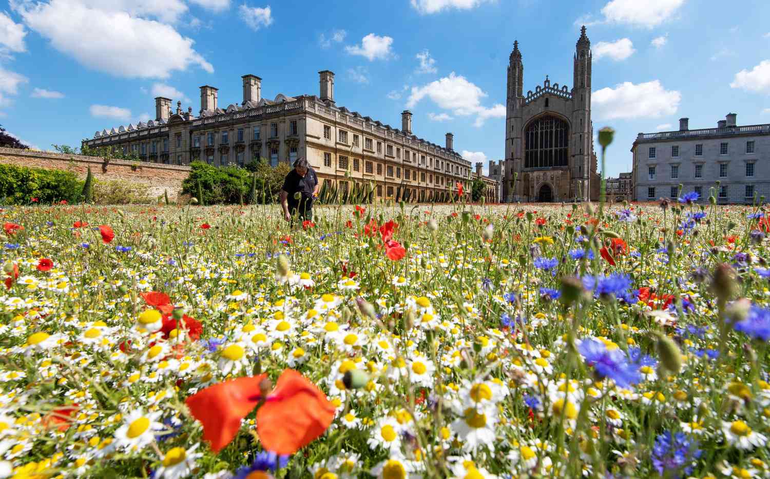 wildflower meadow at King's College