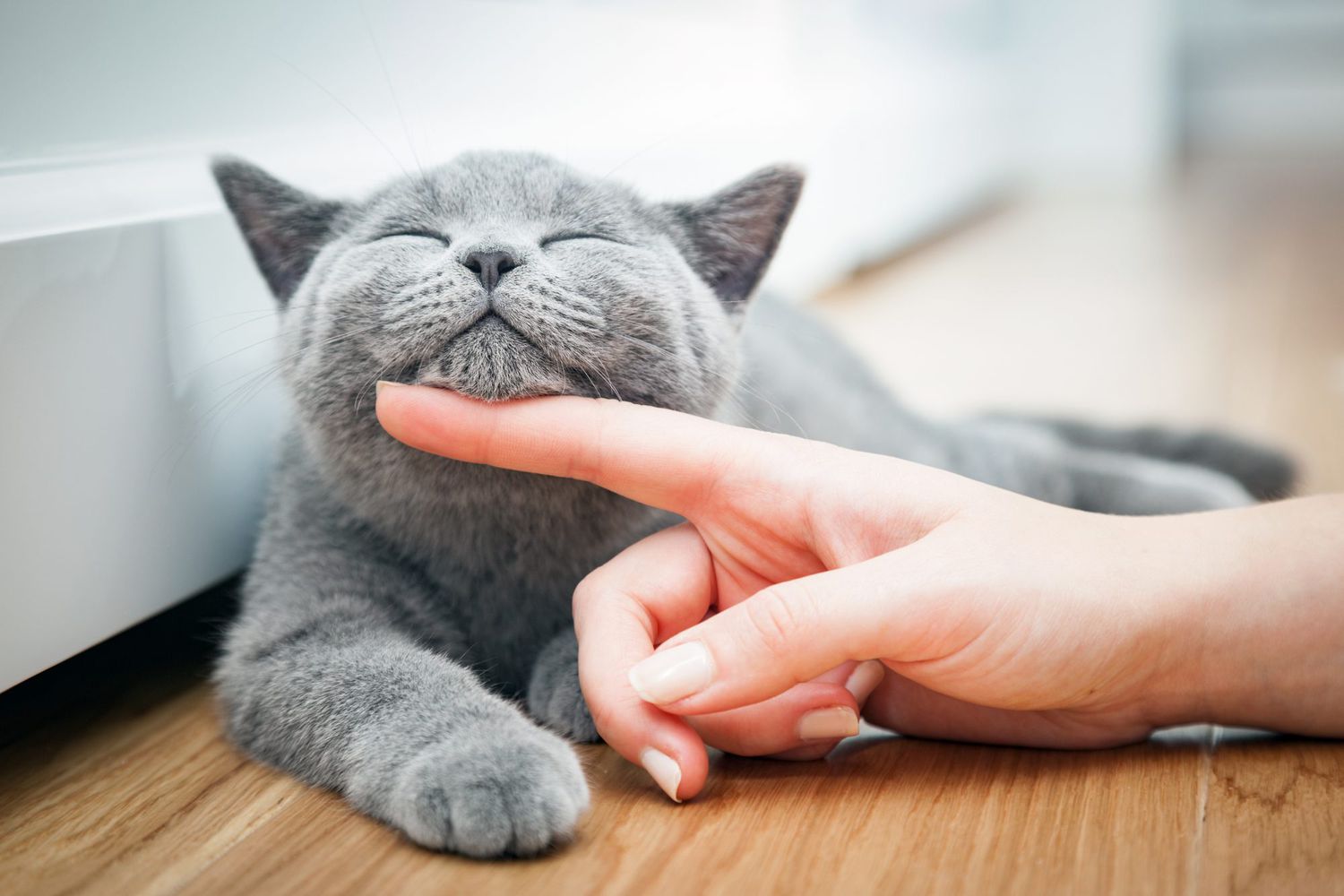 grey cat getting chin scratched