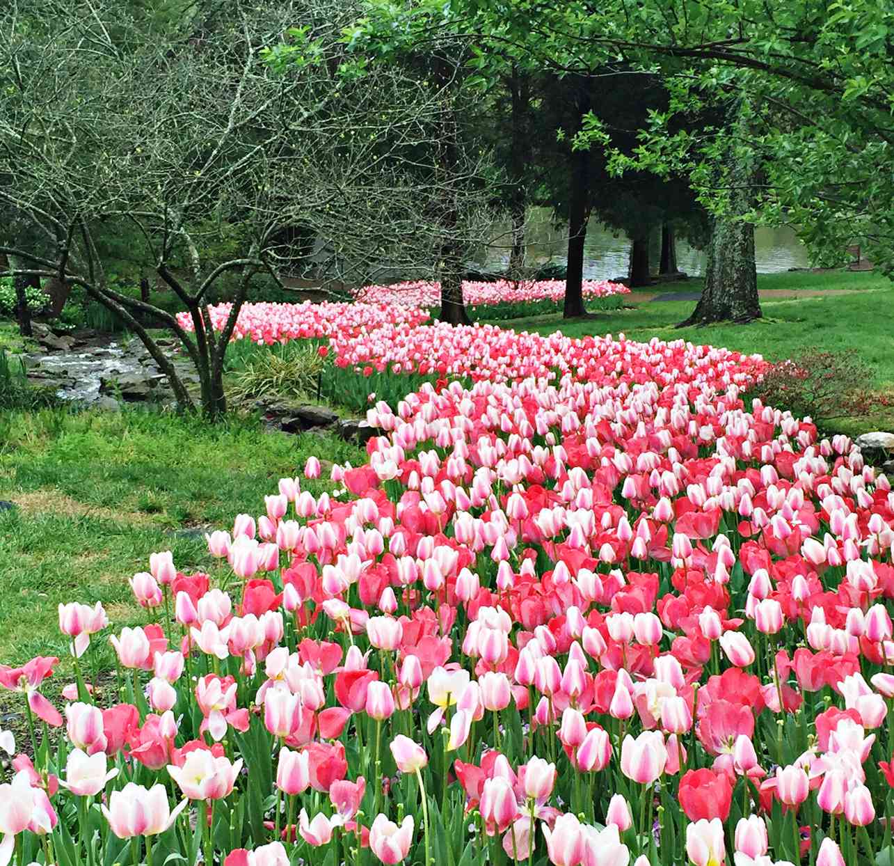 tulips at Cheekwood Estate & Gardens