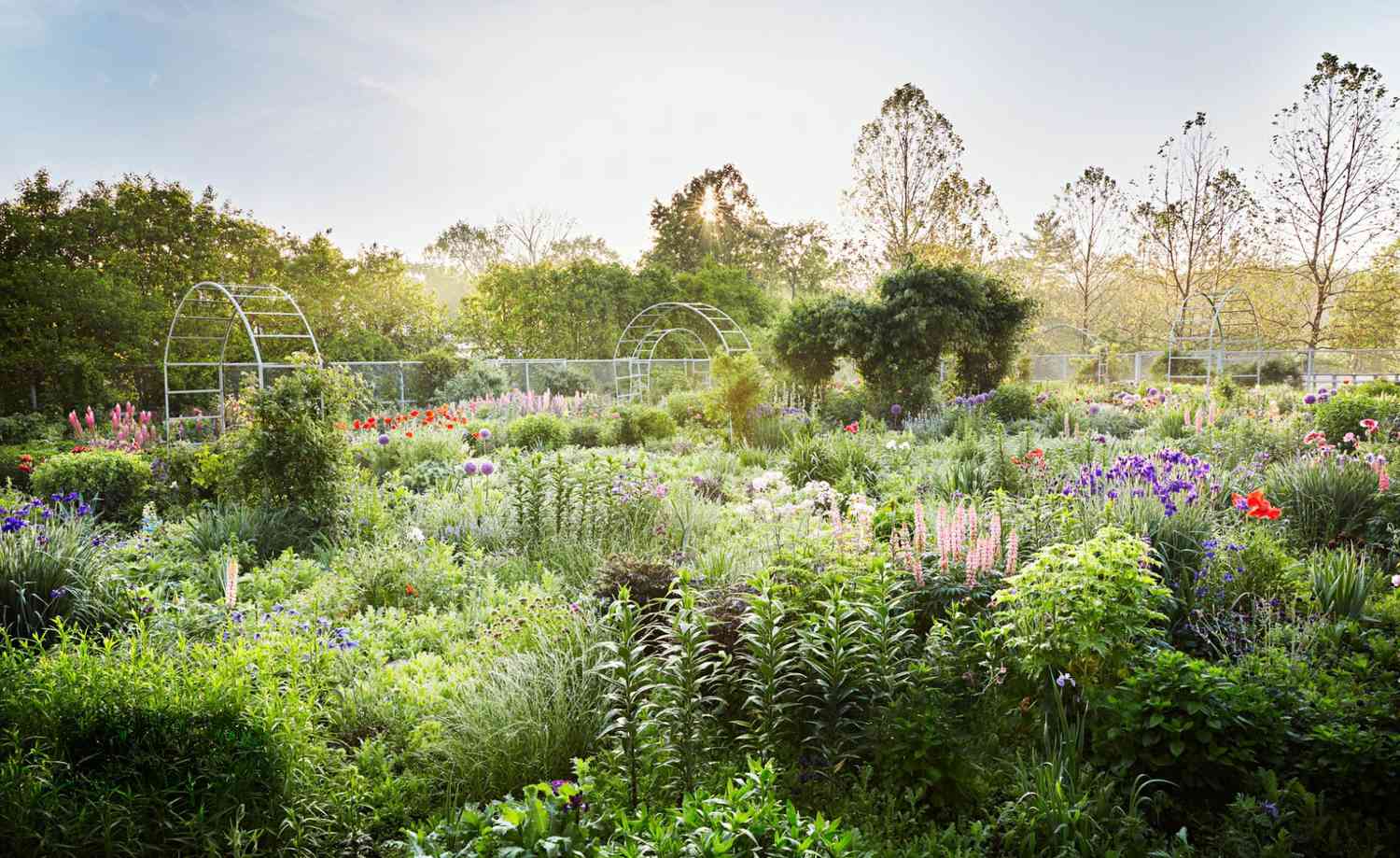 martha stewart perennial garden