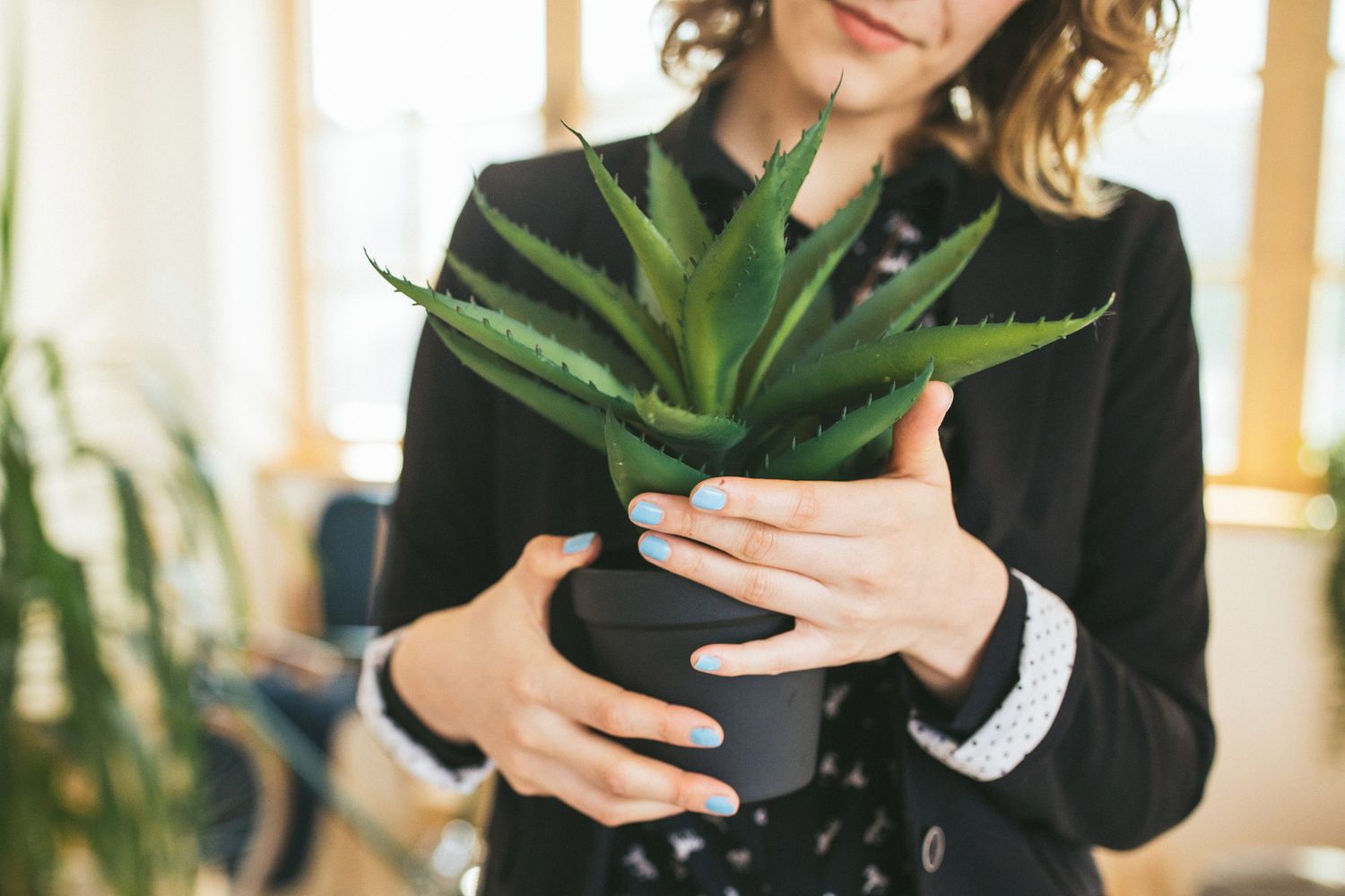 How to Grow and Care for Aloe Vera Plants   Martha Stewart