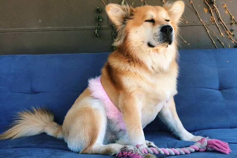 chow chow corgi mix on couch