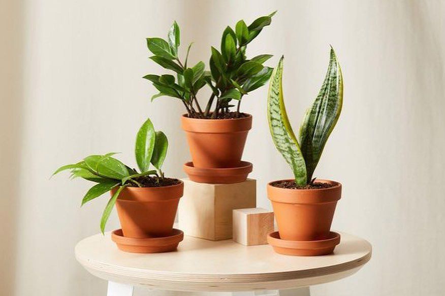assortment of bloomscape house plants on stool