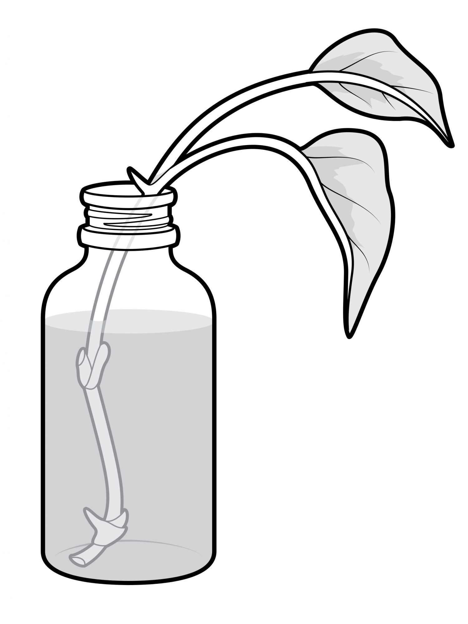 put it in water cuttings plant illustration