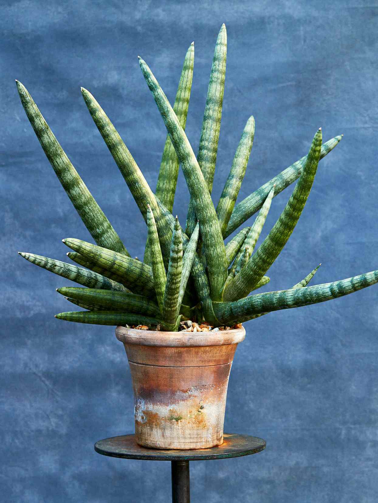 how to grow and care for snake plants at home | martha stewart