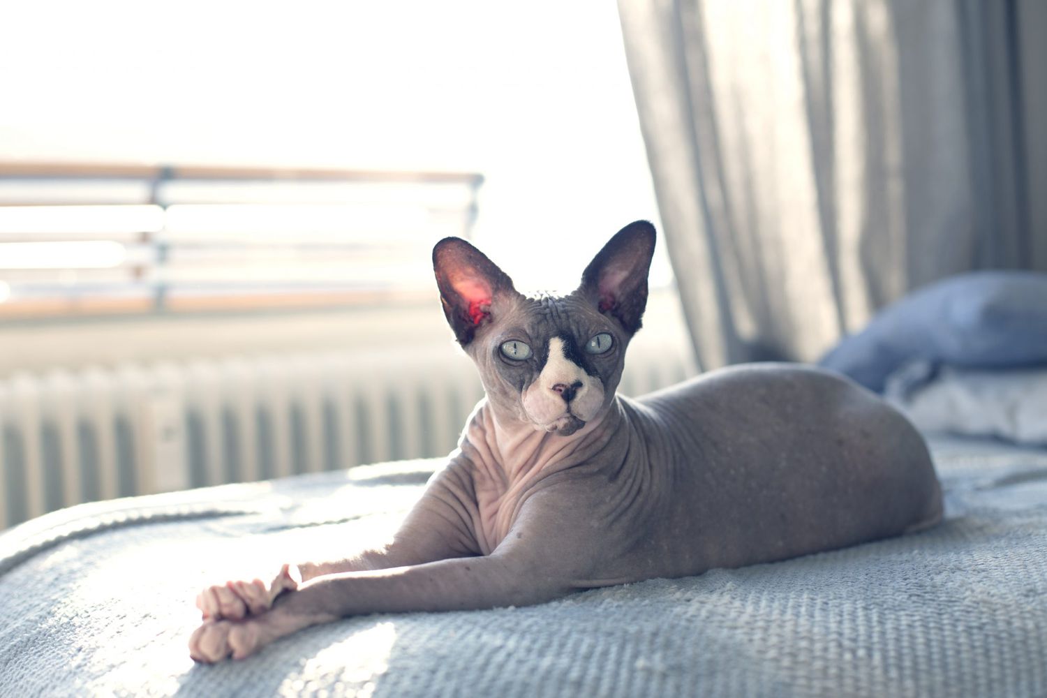 hairless syphnxcat on bed