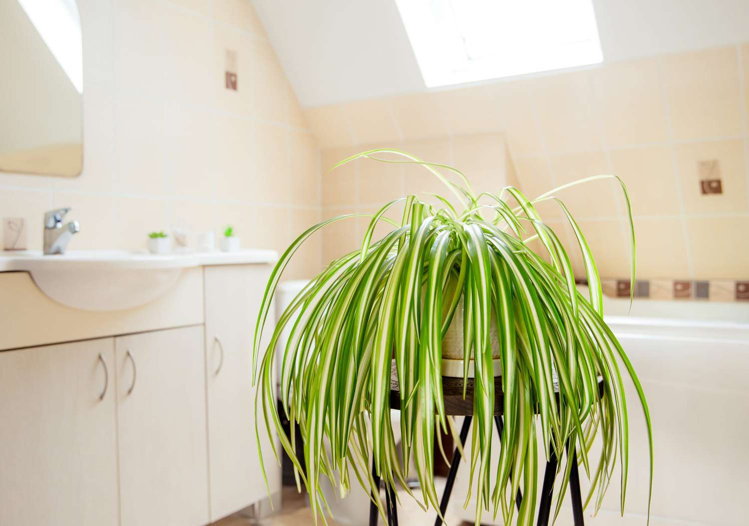 spider plant in bathroom