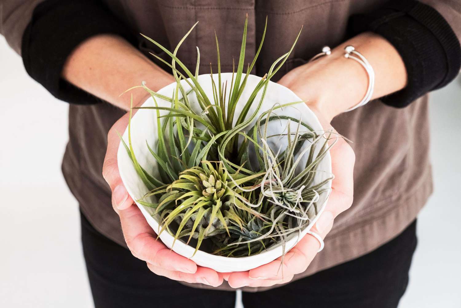 woman holding planter of air plants