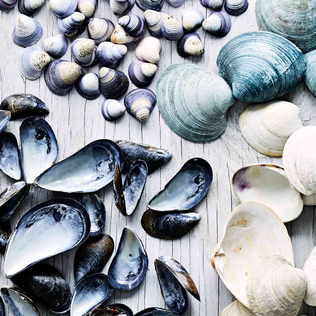 blue sea shells