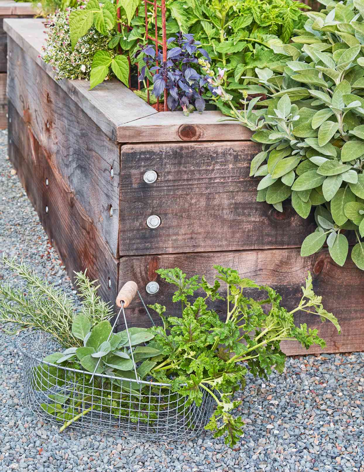 herbs and vegetables in garden raised beds