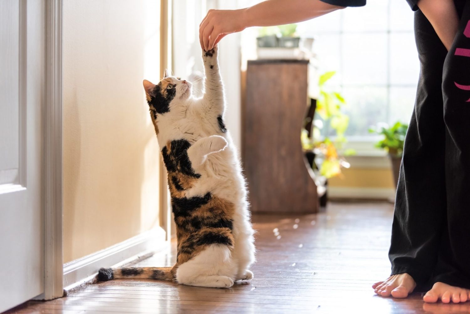 cat standing on back legs begging for treats