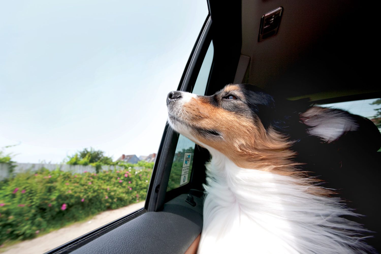 Australian Shepard dog riding in car with window open
