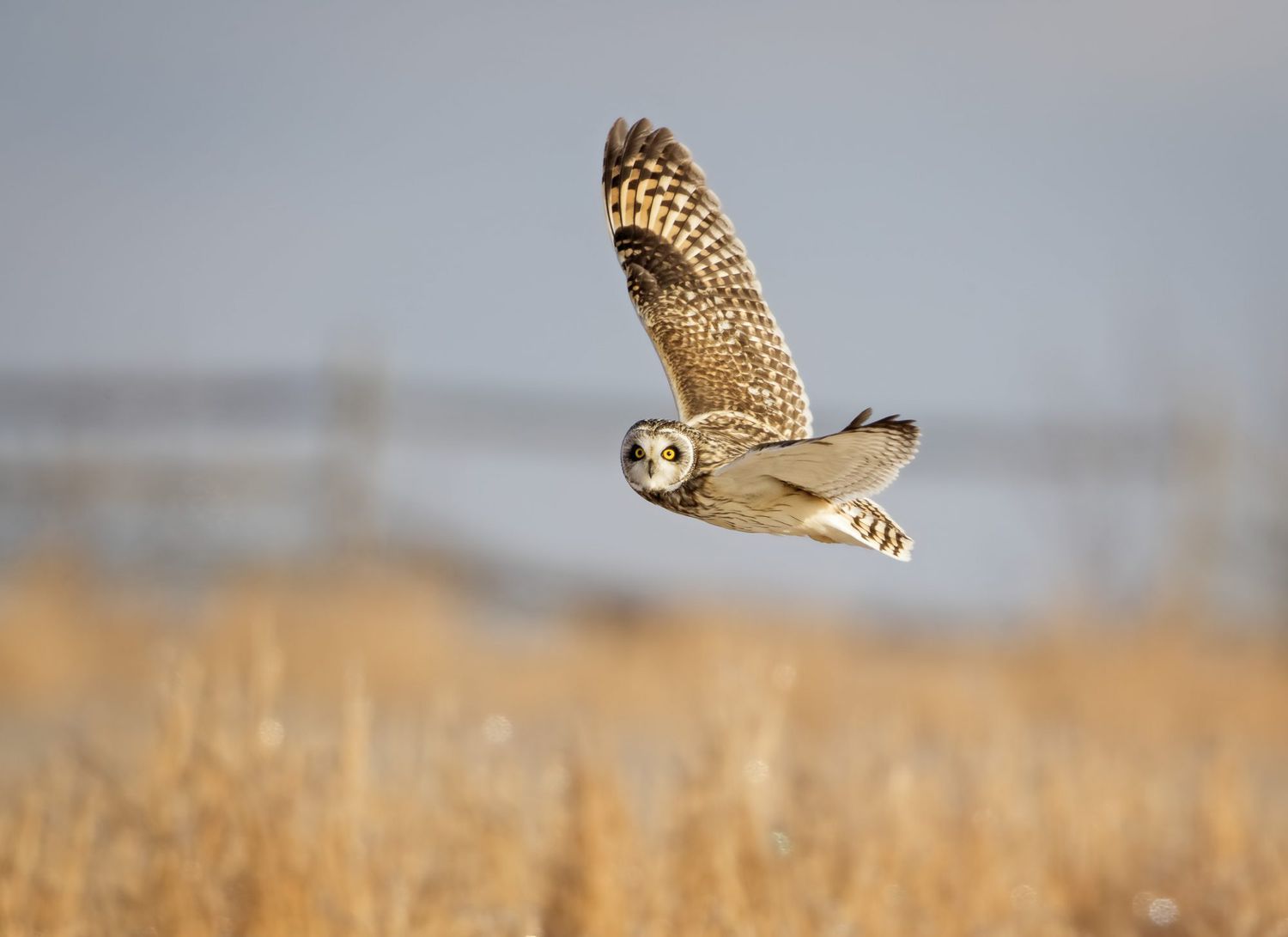short eared owl flying over field