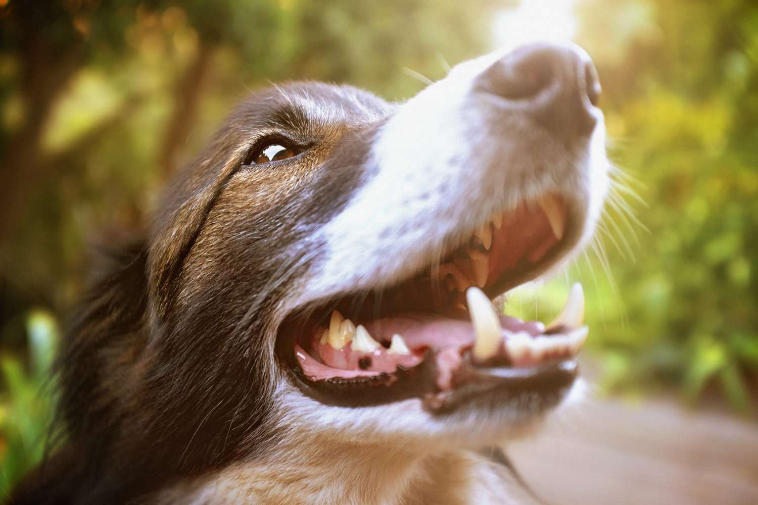 close up of dog smiling showing teeth