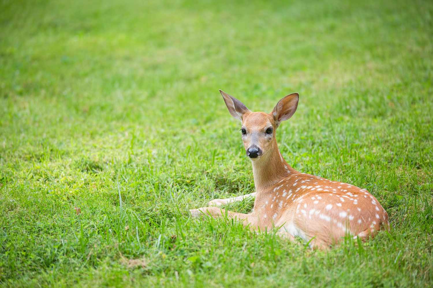 Deer fawn lying in a grassy field