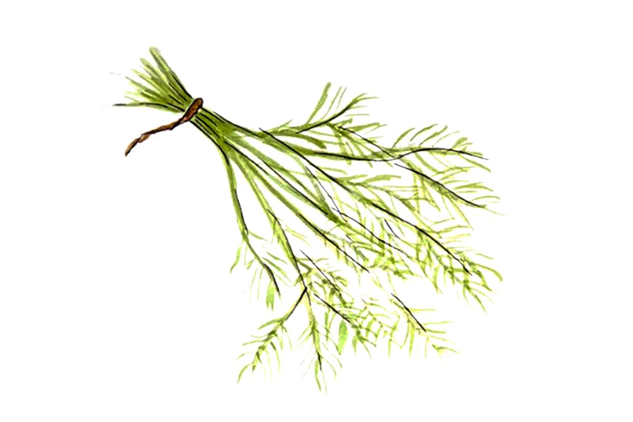 illustration of tender herbs