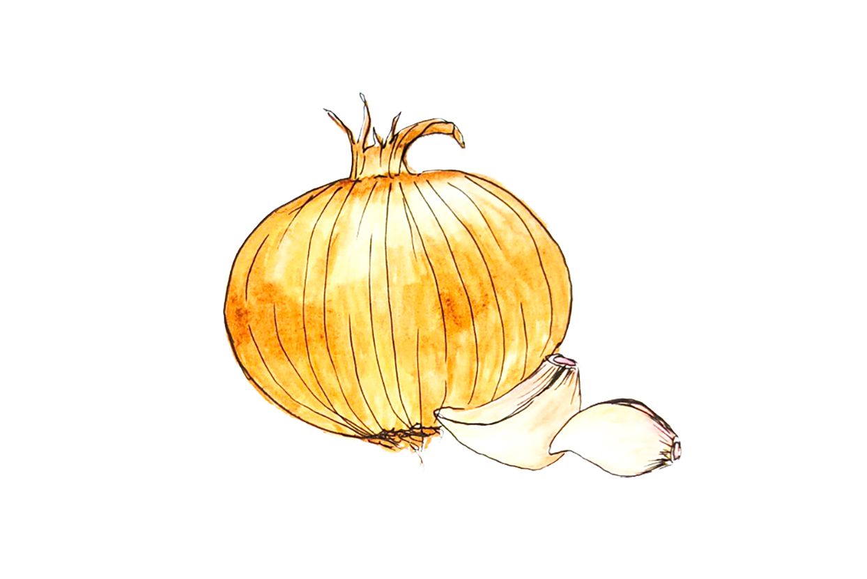 illustration of yellow onion