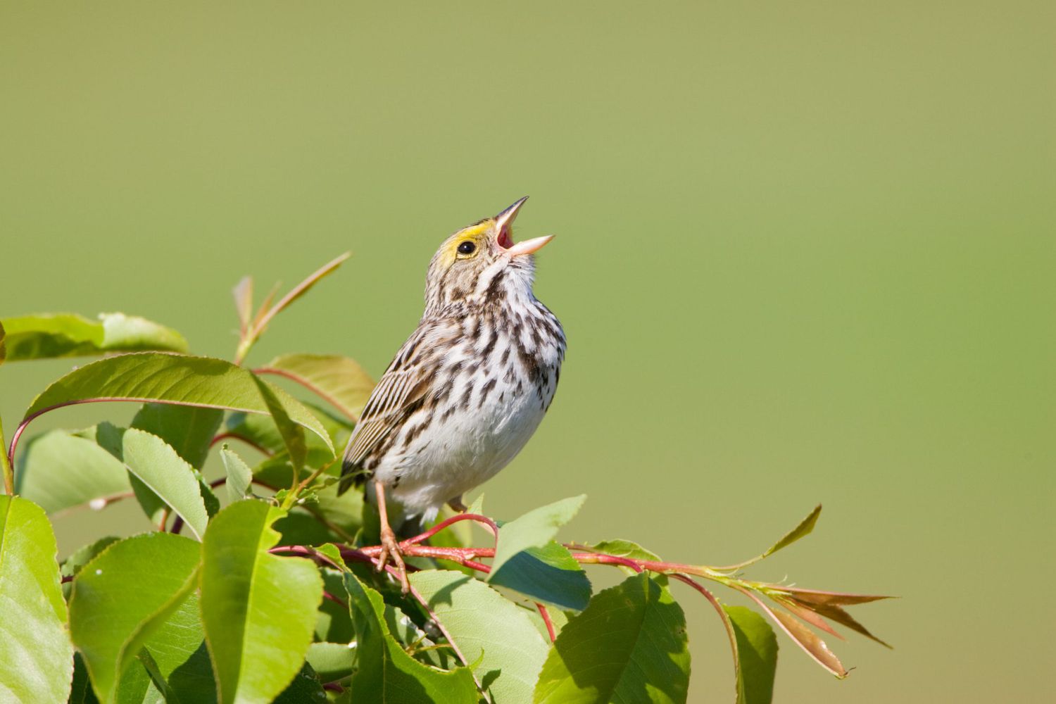 savannah sparrow songbird on branch