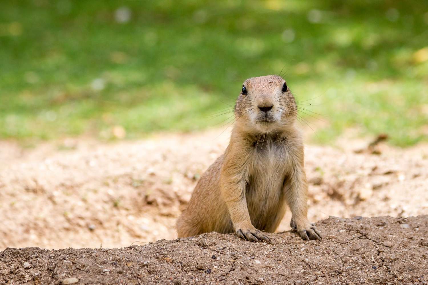 gopher coming out of hole
