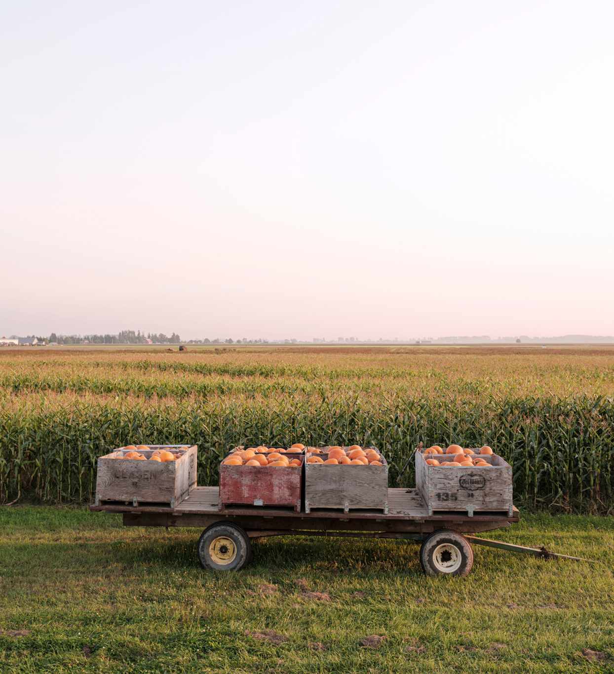 pumpkin patch crates on cart