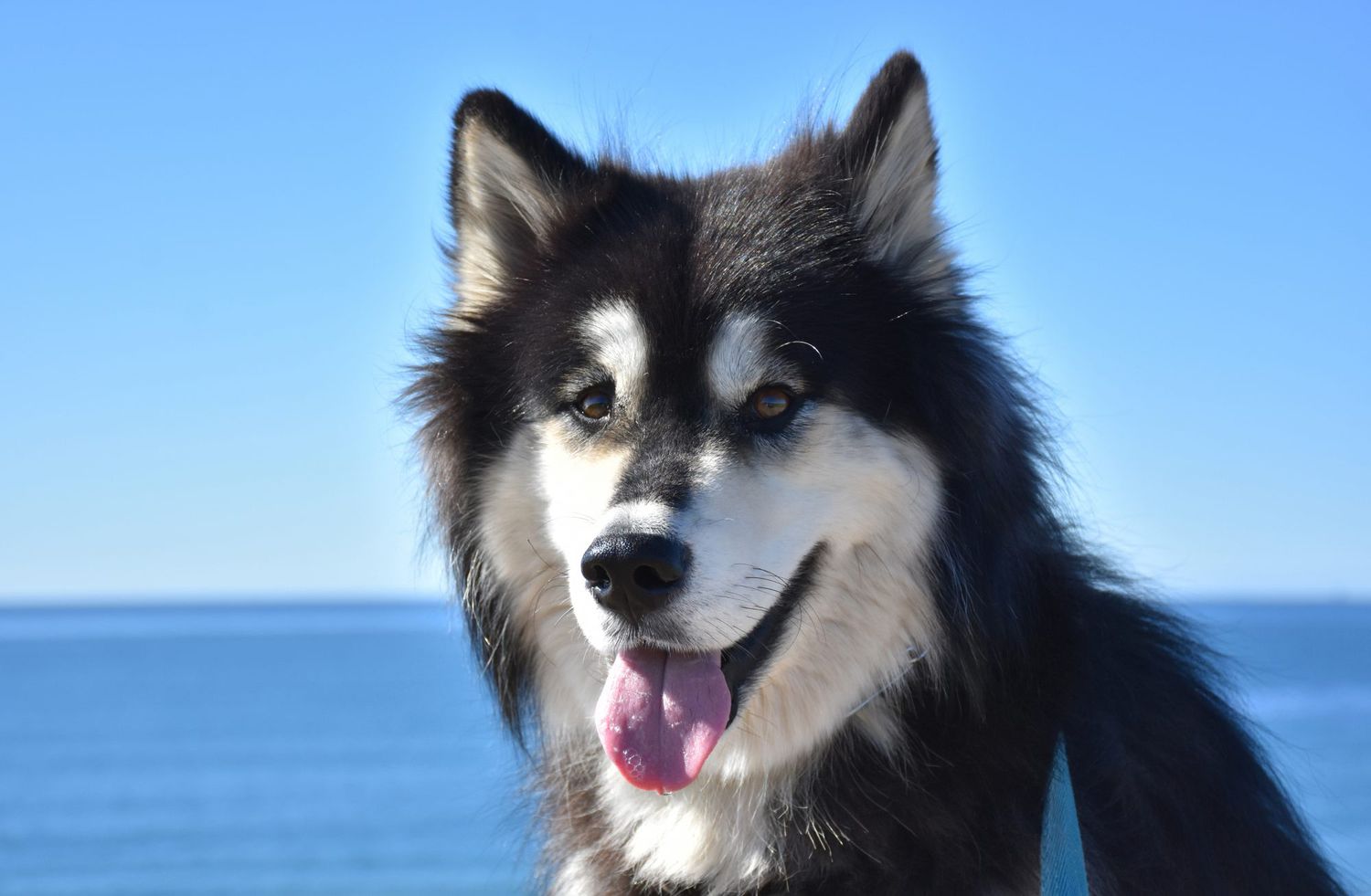 husky and malmute mix breed dog