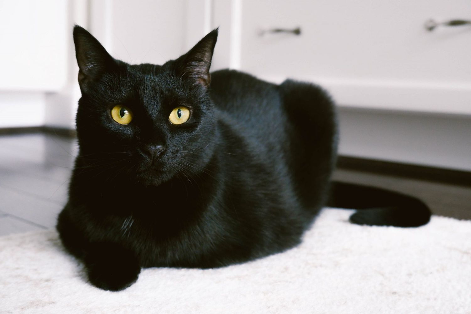 黑猫躺在厨房地毯上