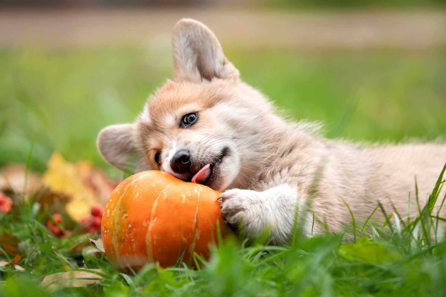 corgi puppy chewing on pumpkin stem