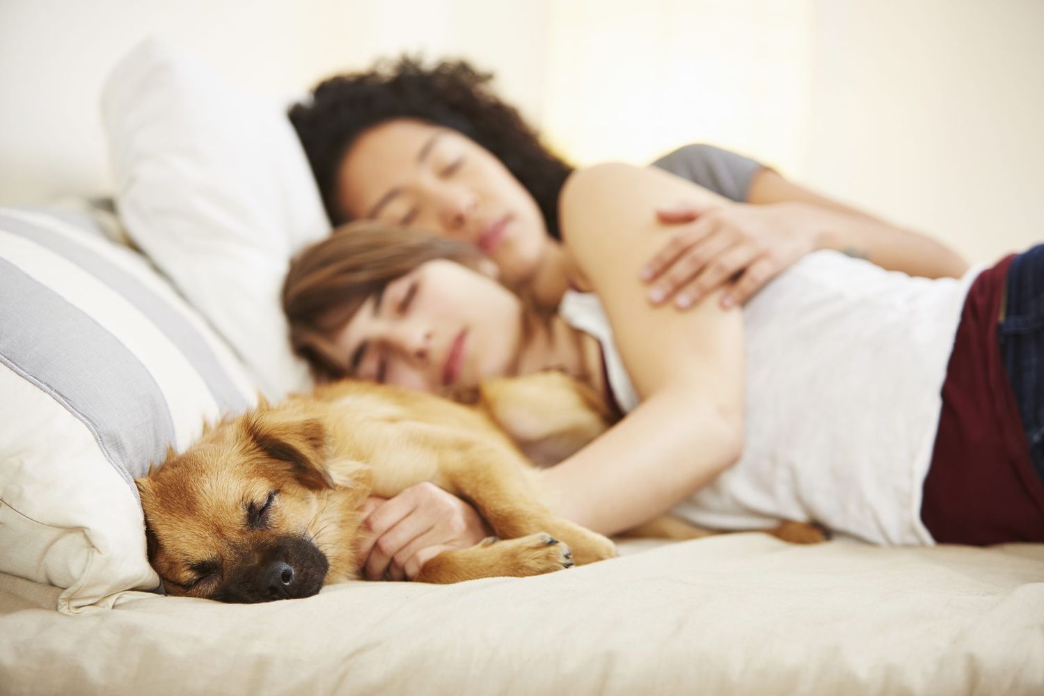 dog sleeping in bed with couple
