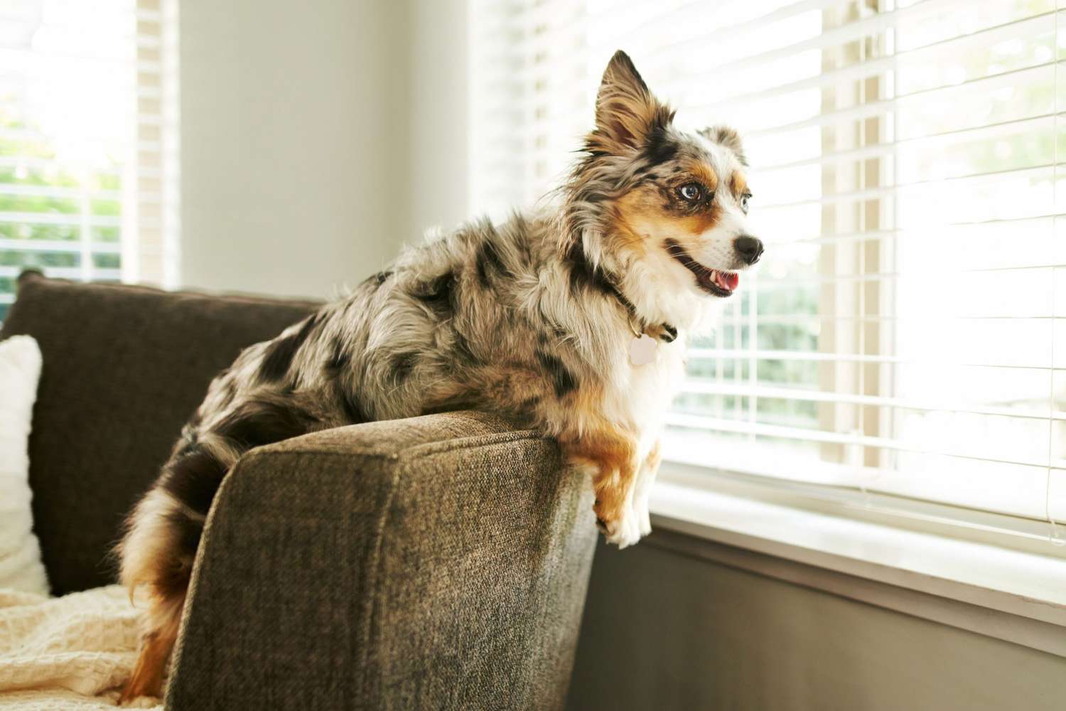 dog on top of couch looking out window