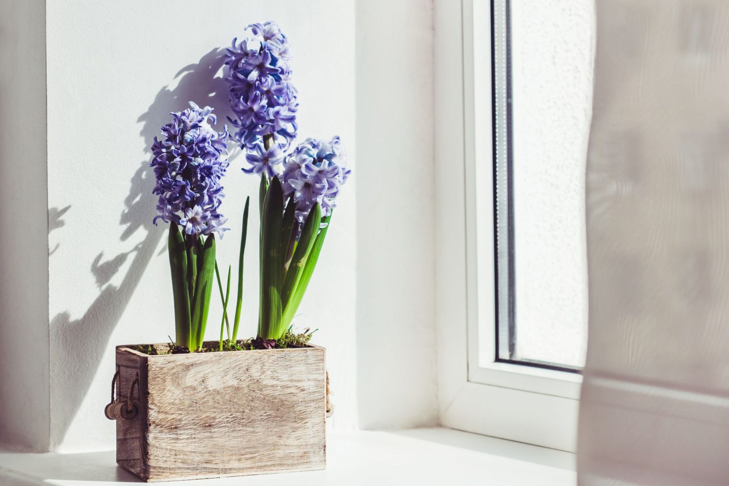 purple hyacinth in a wooden box