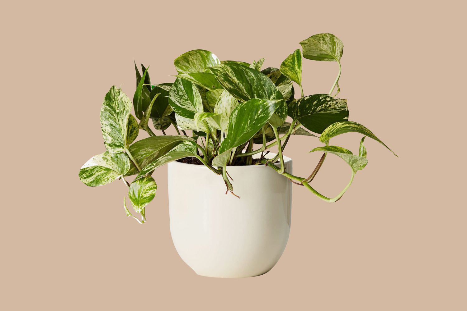 The Sill Marble Queen Pothos Plant