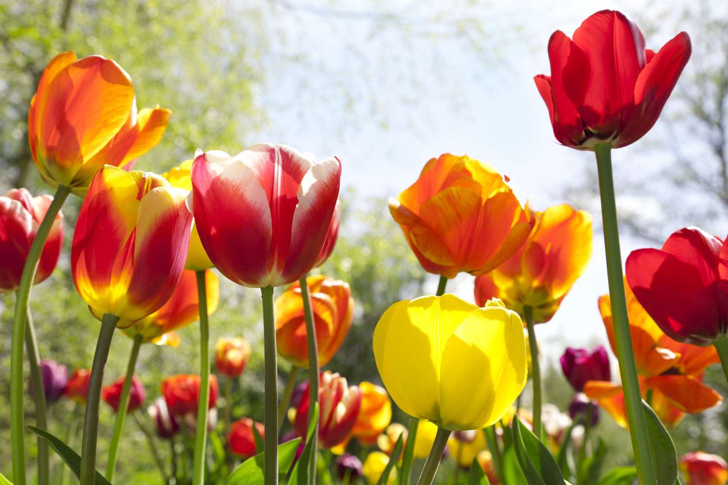 tulip variety outdoors