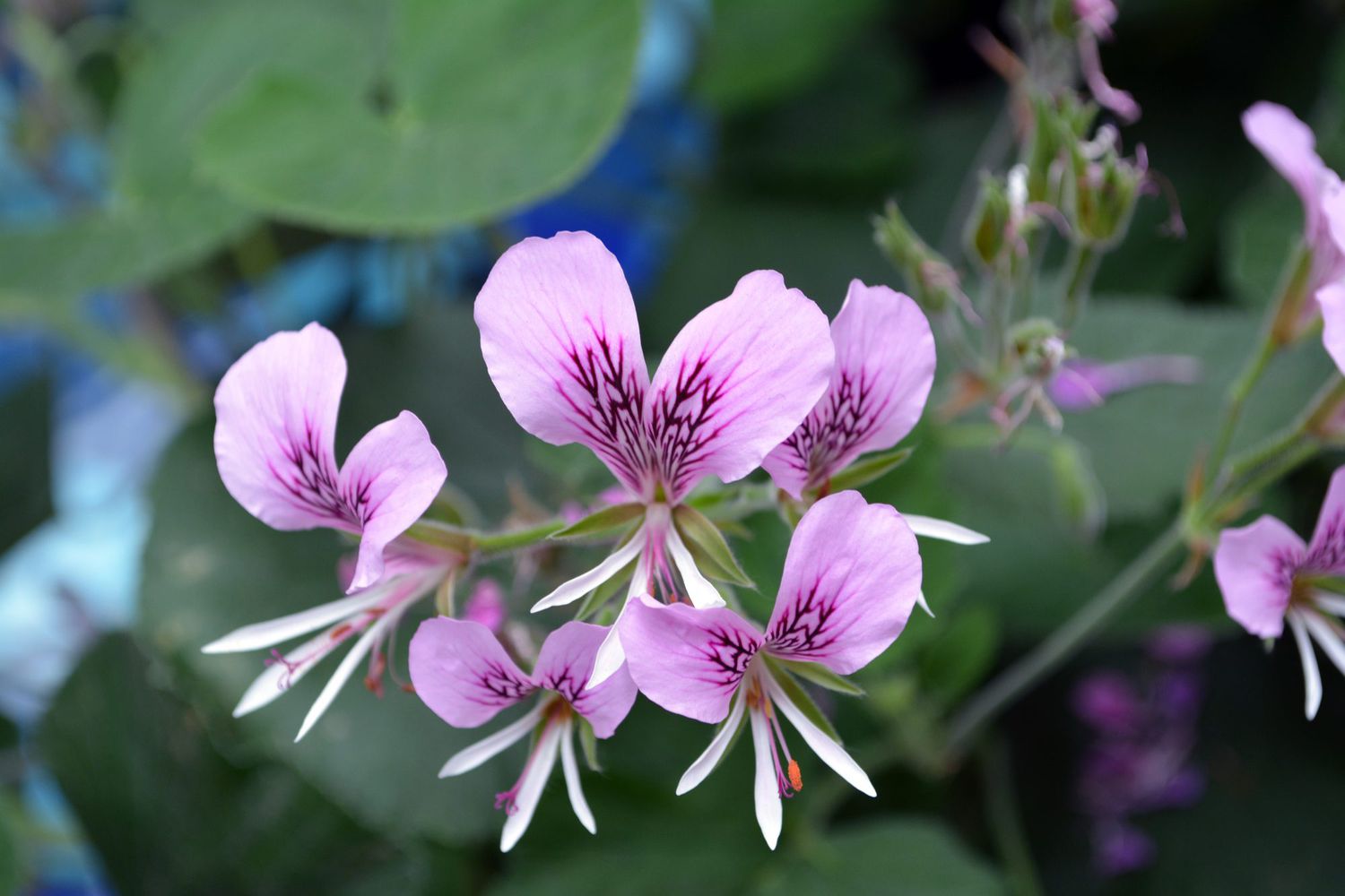 Closeup of Pink Sweet Scented Geranium Flowers