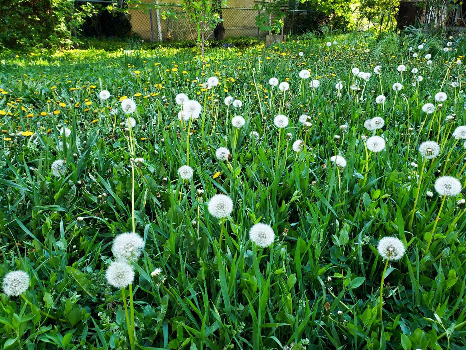 home lawn dandelion weeds