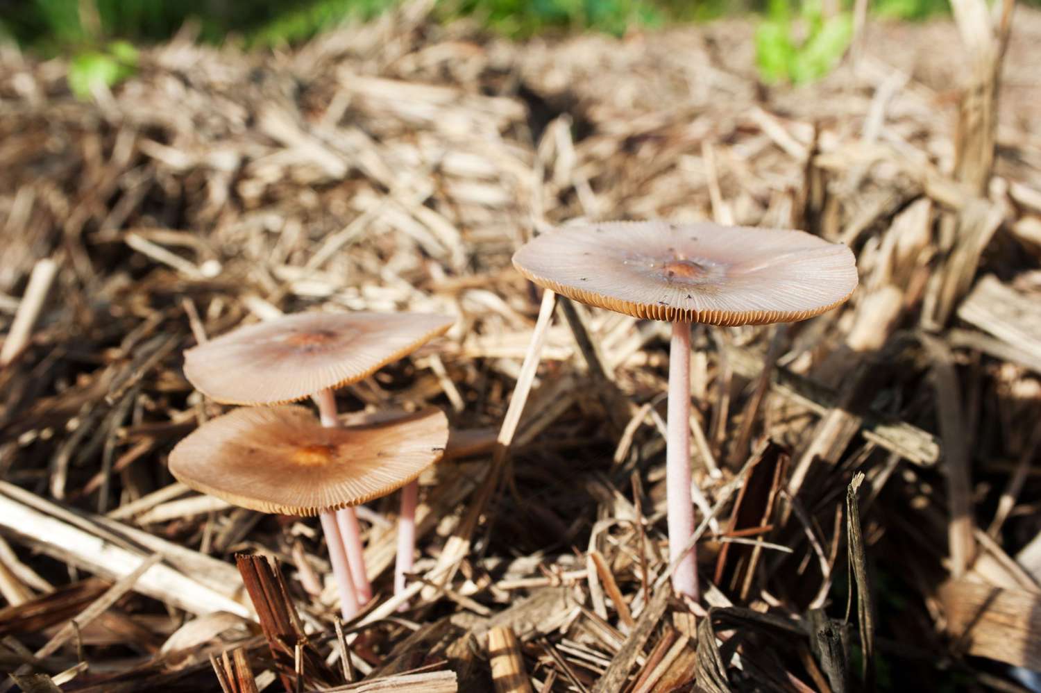 mushrooms growing out of mulch bed