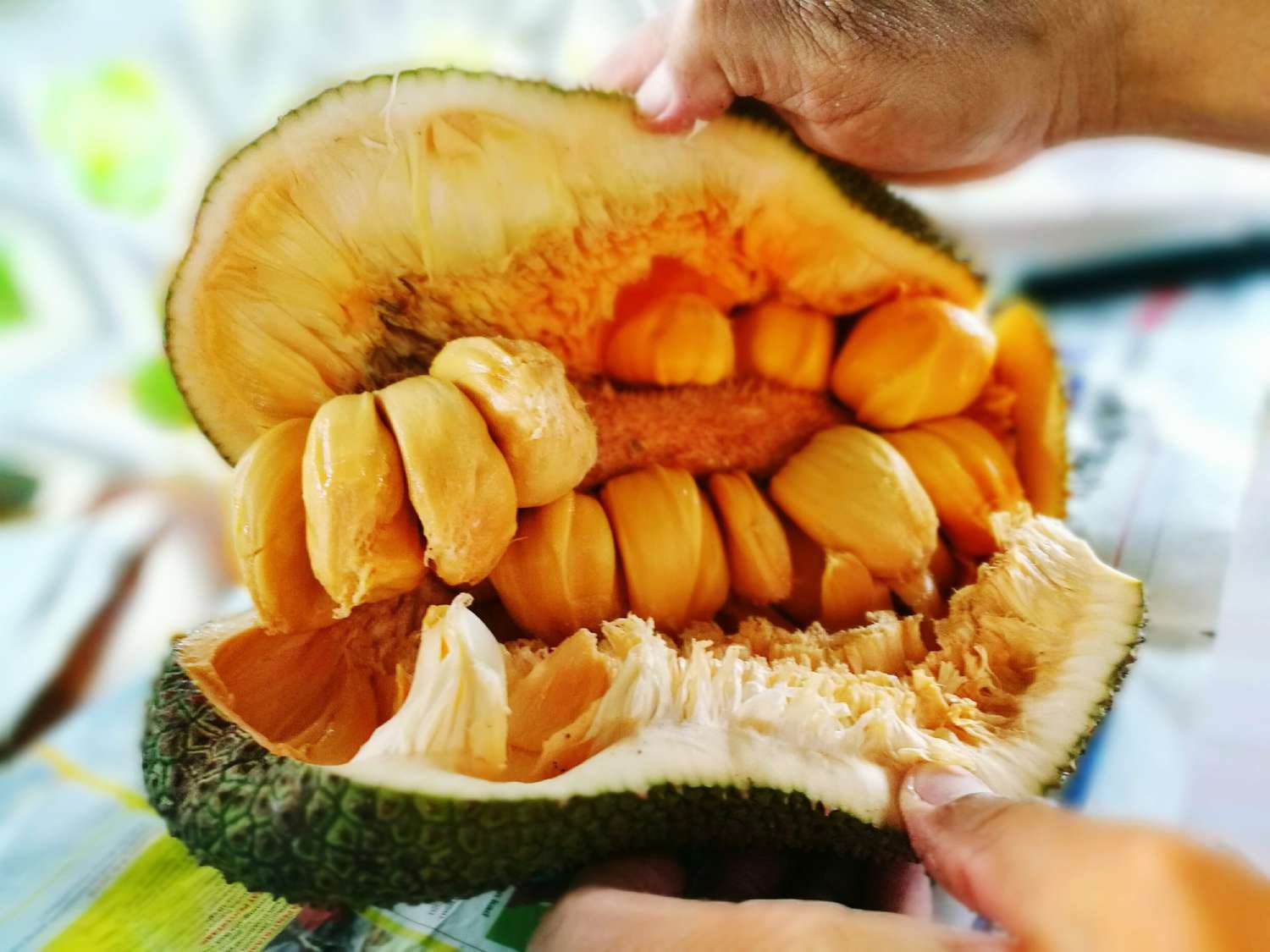 hands holding open jackfruit