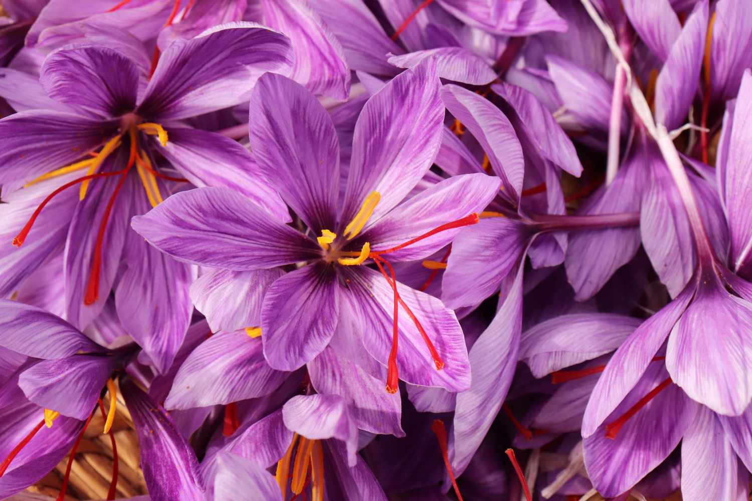 purple saffron crocus