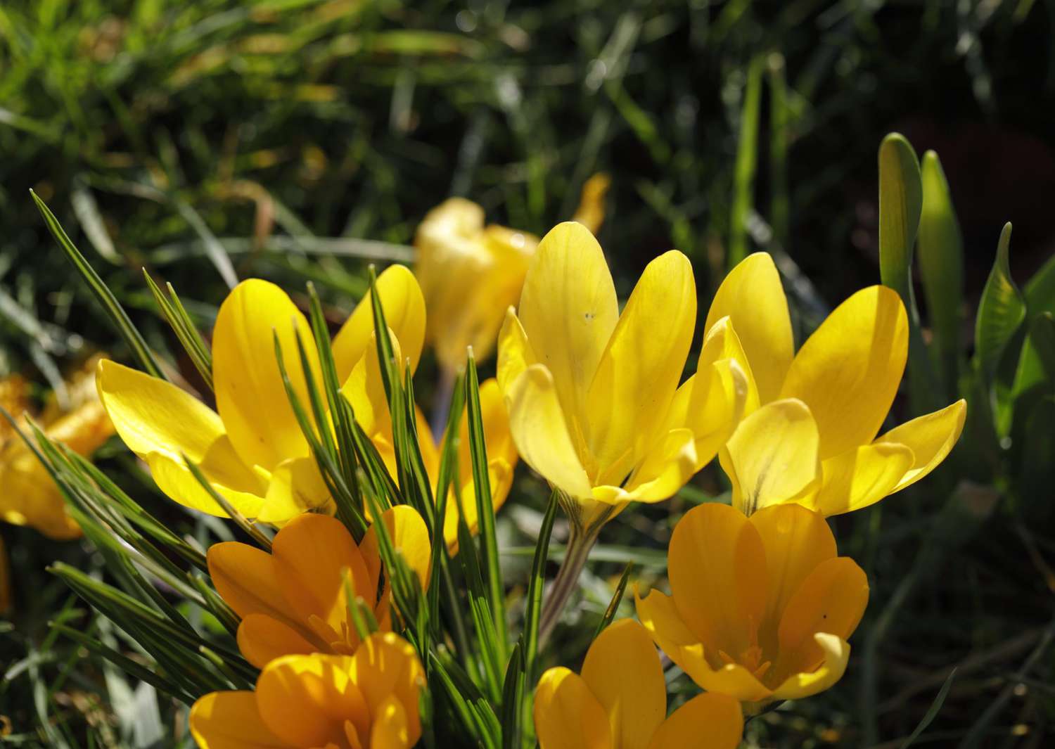 yellow golden crocus flowers blooming