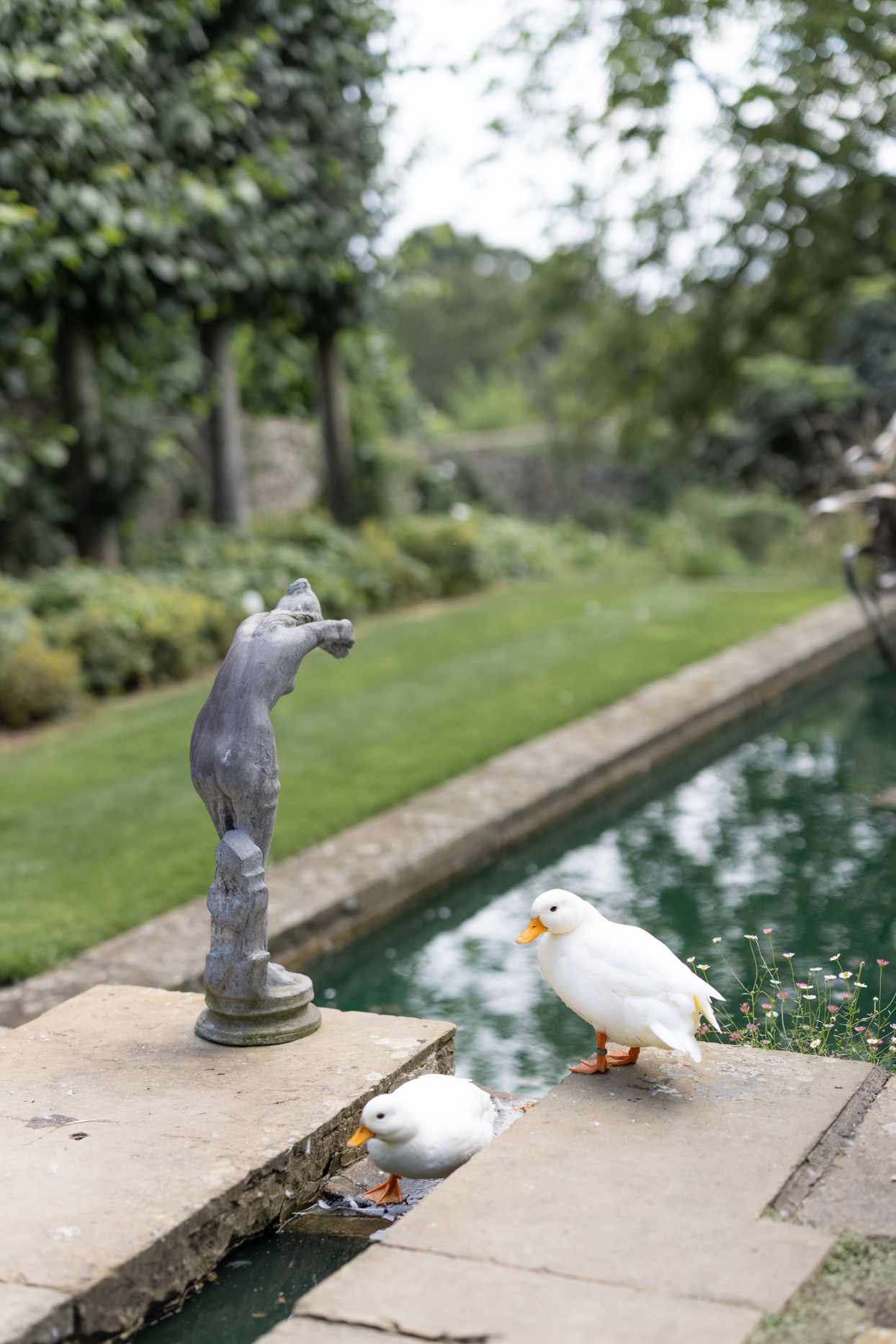 ducks in the fountain