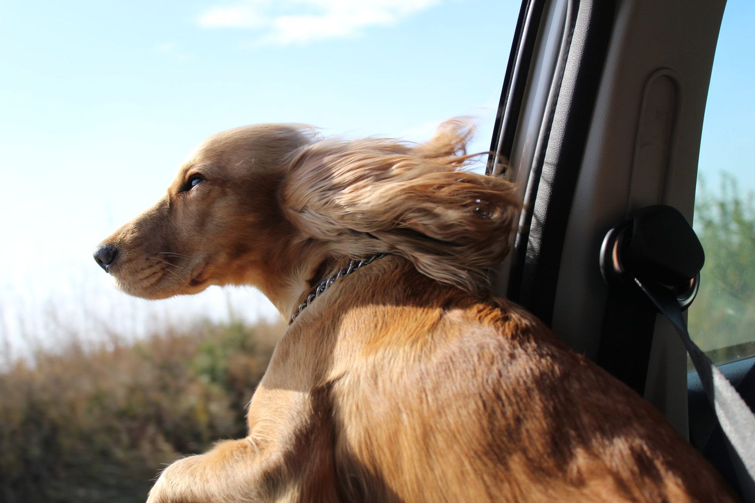 dog enjoying car ride with head out window